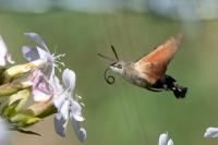 Macroglossum stellatarum