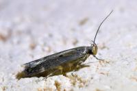 Aroga velocella