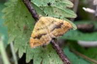 Camptogramma bilineata