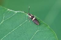 Dasycera oliviella