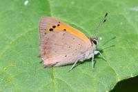 Lycaena phlaeas
