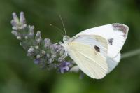 Pieris rapae