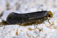 Cephimallota crassiflavella