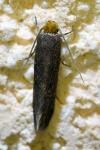 Cephimallota crassiflavella