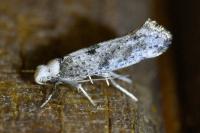 Paraswammerdamia albicapitella
