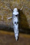 Paraswammerdamia albicapitella