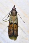 Plodia interpunctella