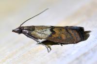 Plodia interpunctella