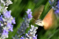 Macroglossum stellatarum