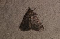 Aglossa pinguinalis
