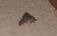 Aglossa pinguinalis