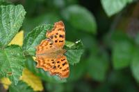 Polygonia c-album