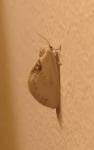 Cilix glaucata
