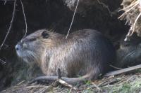 Myocastor coypus