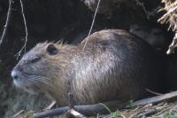 Myocastor coypus