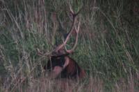 Cervus elaphus