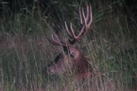 Cervus elaphus