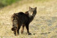 Felis silvestris