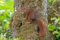Sciurus vulgaris