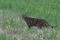 Felis silvestris