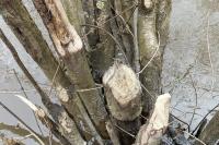 Castor fiber