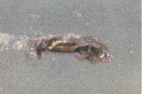 Mustela putorius
