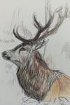 Cervus elaphus