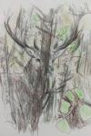 Cervus elaphus