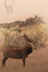 Cervus elaphus