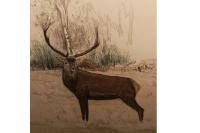 Cervus elaphus