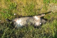 Sus scrofa