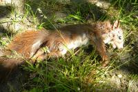 Sciurus vulgaris