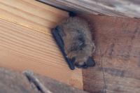 Myotis emarginatus