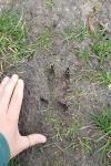 Sus scrofa