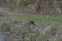 Myocastor coypus
