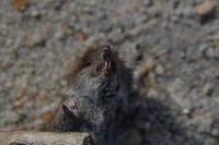 Crocidura