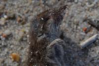 Crocidura