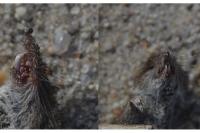 Crocidura