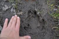 Sus scrofa