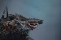 Crocidura russula