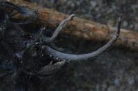 Crocidura russula