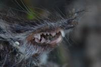 Crocidura russula