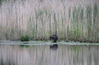 Myocastor coypus