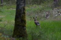 Lepus europaeus