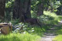Cervus elaphus