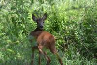 Capreolus capreolus