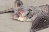 Plecotus austriacus