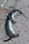 Mustela nivalis