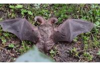 Plecotus