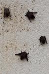 Pipistrellus